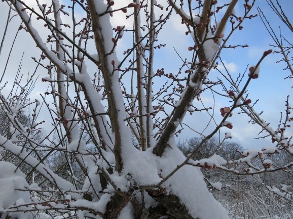梅の雪IMG_0781 (640x480) (4)