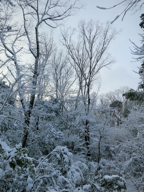 雪の樹林IMG_0787 (480x640)