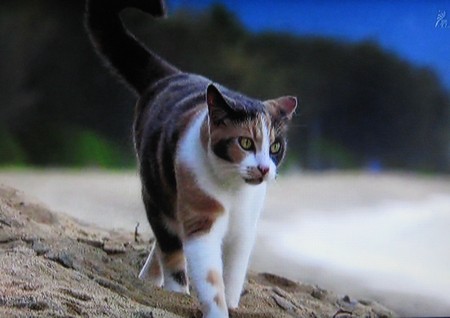 岩合光昭の世界ネコ歩き「オーストラリア・ケアンズ」２