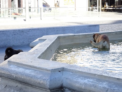 2015 11 ポルト ポルト大学前の噴水と犬