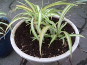 観葉植物オリヅルランー5
