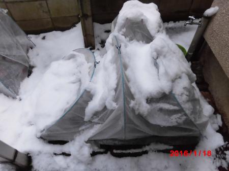 雪でつぶれたテント２