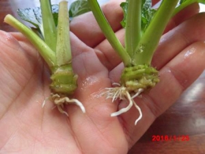 小松菜の根0125