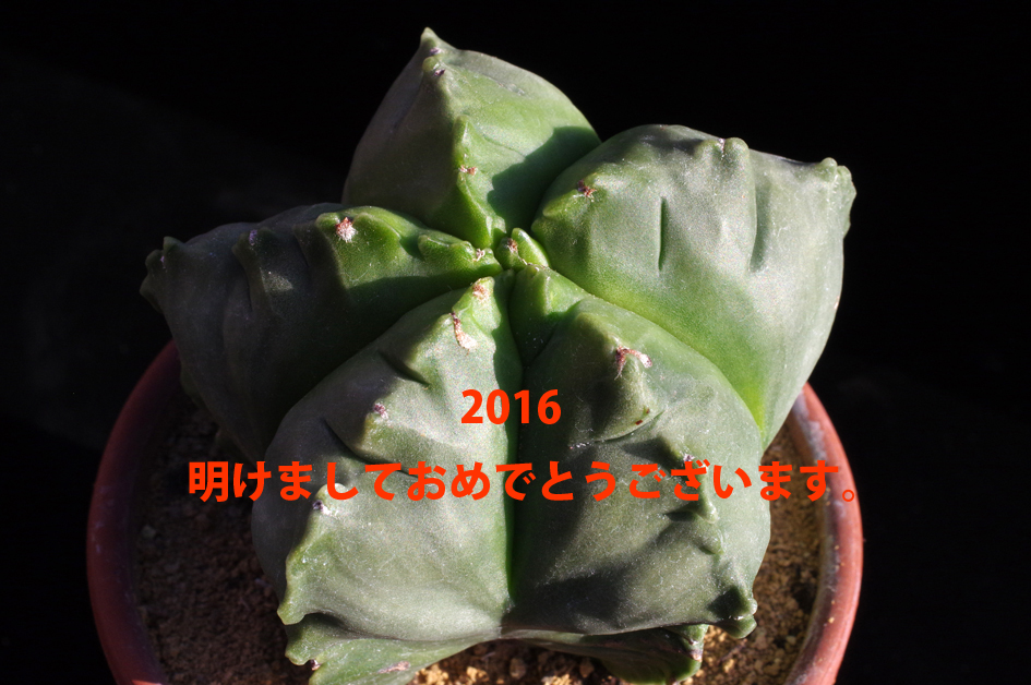 亀甲ヘキラン小2015-1216blog